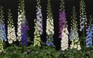 Chelsea Flower Show