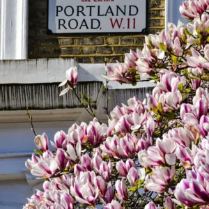 Chelsea Walking Tour